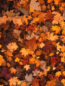 fall-foliage-111315_1280
