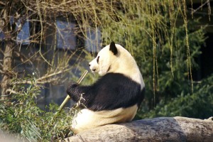 giant-panda-544299_1280